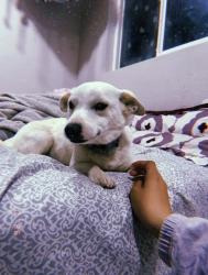 Lost Male Dog last seen Rodeo and Seneca, Victorville, CA 92395