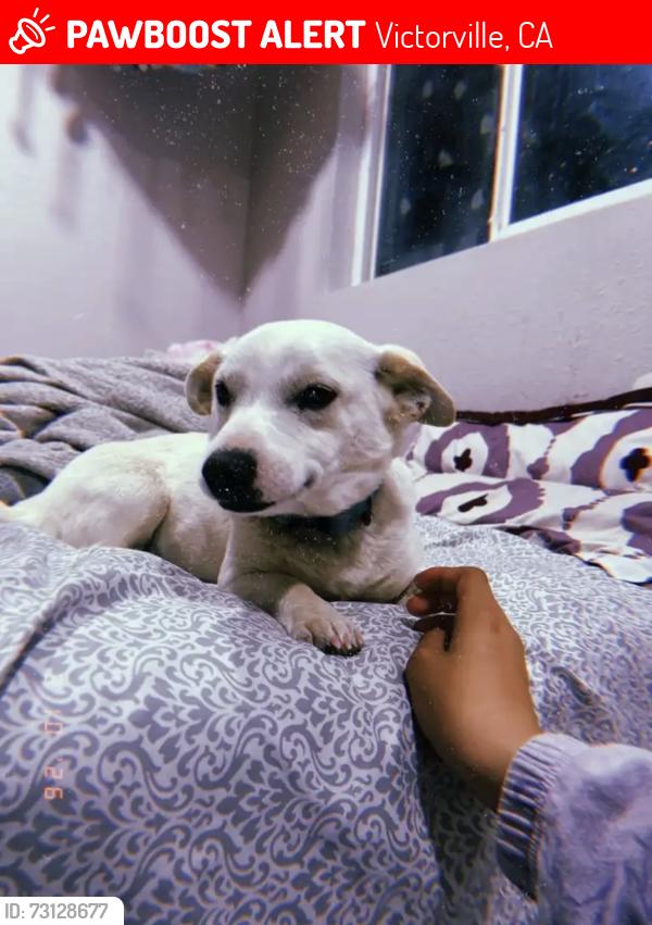 Lost Male Dog last seen Rodeo and Seneca, Victorville, CA 92395