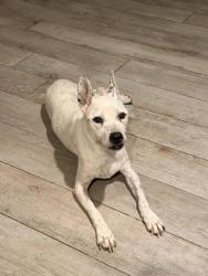 Reunited Female Dog last seen 36th Ave and Kings, Phoenix, AZ 85053