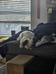 Lost Male Dog last seen Near gardenwood dr, San Jose, CA 95129