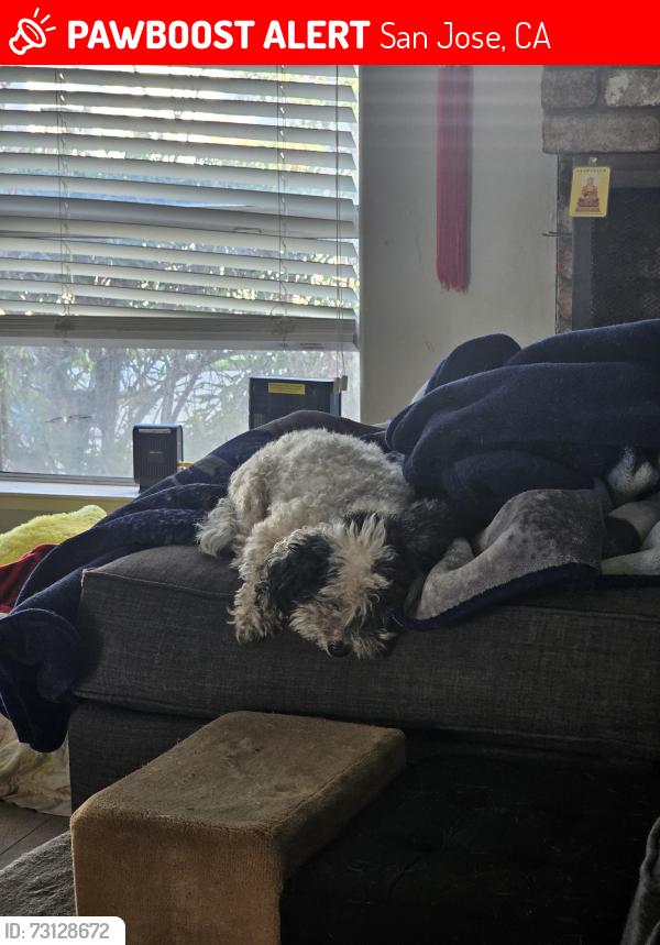 Lost Male Dog last seen Near gardenwood dr, San Jose, CA 95129