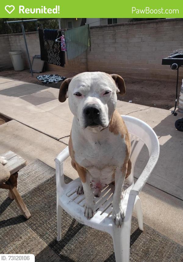 Reunited Male Dog last seen Speedway and Columbus, Tucson, AZ 85711
