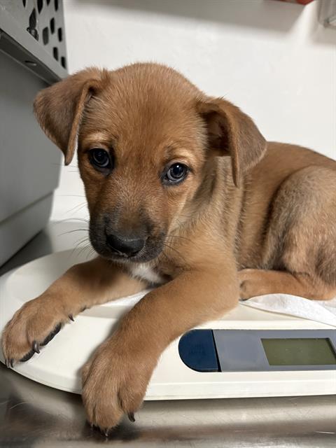 Shelter Stray Female Dog last seen Near BLOCK PANAMA RD, LAMONT CA 93241, 3951 Fruitvale Ave, Bakersfield, CA 93308, USA