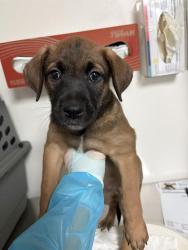Shelter Stray Female Dog last seen Near BLOCK PANAMA RD, LAMONT CA 93241, 3951 Fruitvale Ave, Bakersfield, CA 93308, USA