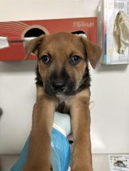 Shelter Stray Female Dog last seen Near BLOCK PANAMA RD, LAMONT CA 93241, 3951 Fruitvale Ave, Bakersfield, CA 93308, USA