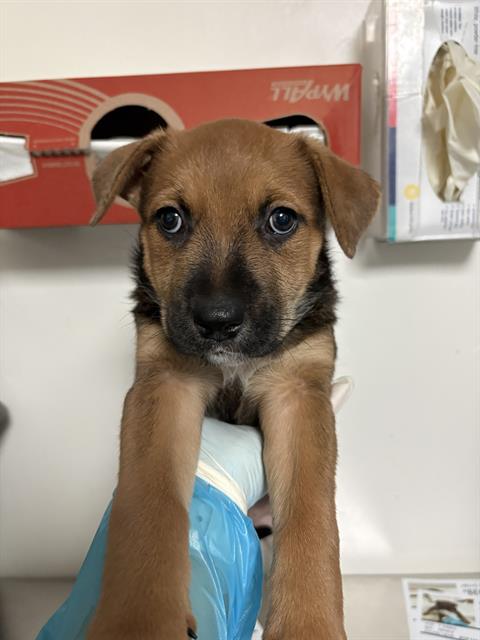 Shelter Stray Female Dog last seen Near BLOCK PANAMA RD, LAMONT CA 93241, 3951 Fruitvale Ave, Bakersfield, CA 93308, USA