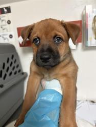 Shelter Stray Male Dog last seen Near BLOCK PANAMA RD, LAMONT CA 93241, 3951 Fruitvale Ave, Bakersfield, CA 93308, USA