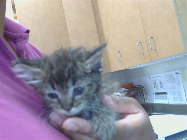 Shelter Stray Female Cat last seen DOREEN WAY/50TH AVE, 95823, 3839 Bradshaw Rd, Sacramento, CA 95827, USA