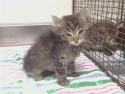 Shelter Stray Female Cat last seen DOREEN WAY/50TH AVE, 95823, 3839 Bradshaw Rd, Sacramento, CA 95827, USA
