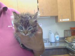 Shelter Stray Female Cat last seen DOREEN WAY/50TH AVE, 95823, 3839 Bradshaw Rd, Sacramento, CA 95827, USA