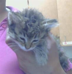 Shelter Stray Female Cat last seen DOREEN WAY/50TH AVE, 95823, 3839 Bradshaw Rd, Sacramento, CA 95827, USA