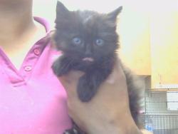 Shelter Stray Male Cat last seen DOREEN WAY/50TH AVE, 95823, 3839 Bradshaw Rd, Sacramento, CA 95827, USA