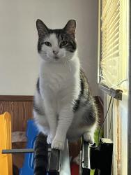 Lost Female Cat last seen N Livingston St &’ Walnut , Around Michigan &’ Holt / 10th &’ Tibbs, Indianapolis, IN 46222