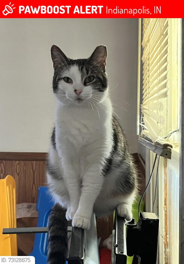 Lost Female Cat last seen N Livingston St &’ Walnut , Around Michigan &’ Holt / 10th &’ Tibbs, Indianapolis, IN 46222