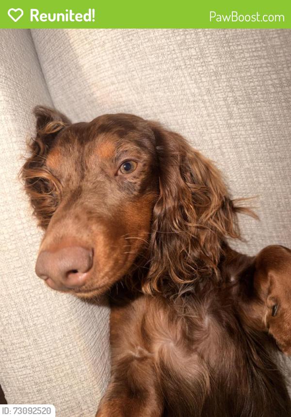 Reunited Male Dog last seen Logan park, Acworth, GA 30101