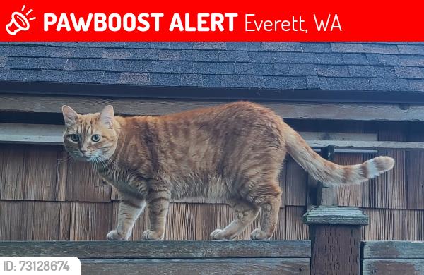 Lost Female Cat last seen Boulevard Bluffs, Everett, Everett, WA 98203
