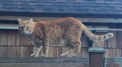 Lost Female Cat last seen Boulevard Bluffs, Everett, Everett, WA 98203