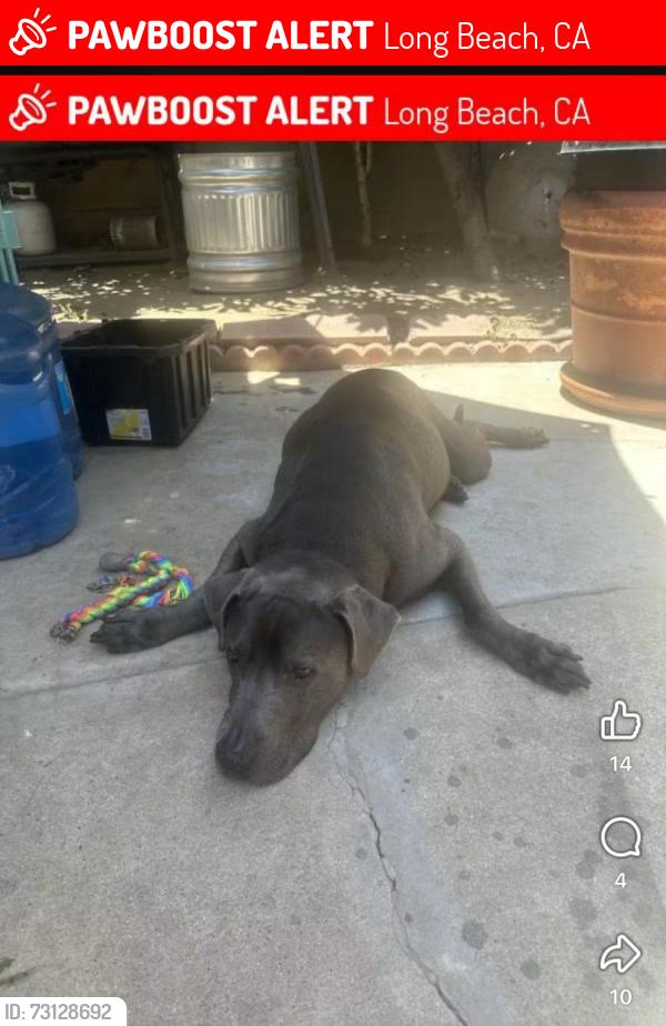 Lost Male Dog last seen Redondo and 4th, Long Beach, CA 90814