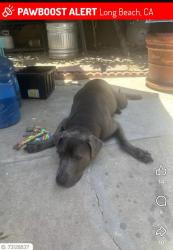 Lost Male Dog last seen Redondo and 4th, Long Beach, CA 90814