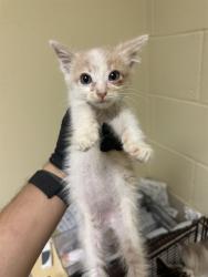 Shelter Stray Male Cat last seen RINGGOLD ST & KEMBLE ST, 2127 Front St, Sacramento, CA 95818, USA