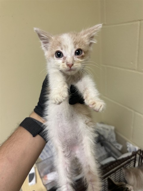 Shelter Stray Male Cat last seen RINGGOLD ST & KEMBLE ST, 2127 Front St, Sacramento, CA 95818, USA