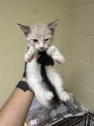 Shelter Stray Female Cat last seen RINGGOLD ST & KEMBLE ST, 2127 Front St, Sacramento, CA 95818, USA