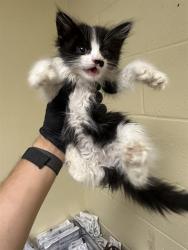 Shelter Stray Female Cat last seen RINGGOLD ST & KEMBLE ST, 2127 Front St, Sacramento, CA 95818, USA
