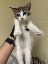 Shelter Stray Male Cat last seen RINGGOLD ST & KEMBLE ST, 2127 Front St, Sacramento, CA 95818, USA