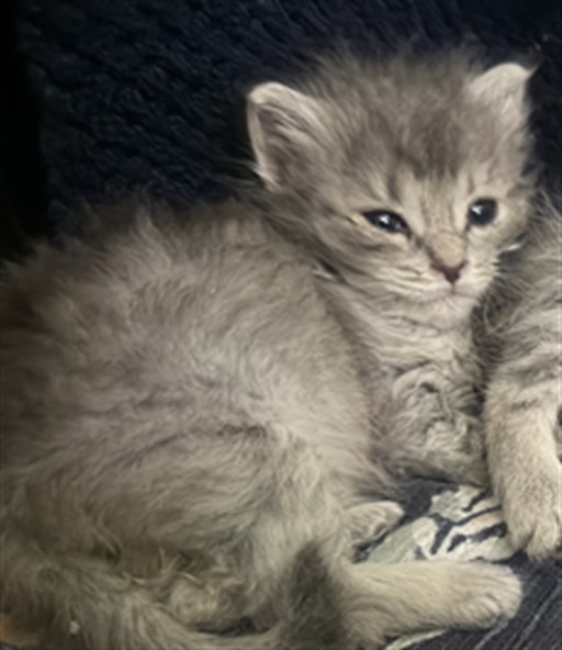 Shelter Stray Female Cat last seen N KENWOOD AVE X E 17TH ST, 333 Chandler Pl, San Bernardino, CA 92408, USA