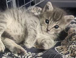 Shelter Stray Female Cat last seen N KENWOOD AVE X E 17TH ST, 333 Chandler Pl, San Bernardino, CA 92408, USA