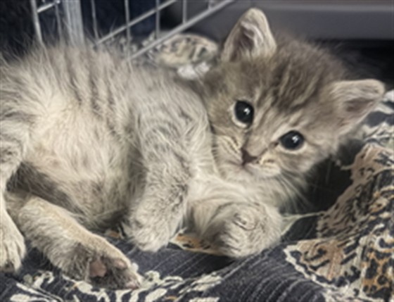 Shelter Stray Female Cat last seen N KENWOOD AVE X E 17TH ST, 333 Chandler Pl, San Bernardino, CA 92408, USA