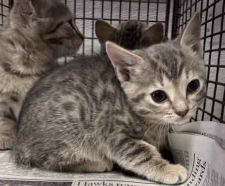 Shelter Stray Female Cat last seen , 14409 Vanowen St, Van Nuys, CA 91405, USA
