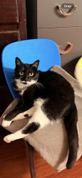 Reunited Female Cat last seen Near San Pedro St, Los Angeles, CA 90003, USA, Los Angeles, CA 90003