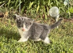 Shelter Stray Female Cat last seen E HIGHLAND AVE X STERLING AVE, 333 Chandler Pl, San Bernardino, CA 92408, USA