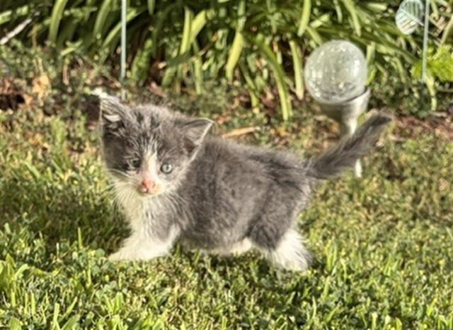 Shelter Stray Female Cat last seen E HIGHLAND AVE X STERLING AVE, 333 Chandler Pl, San Bernardino, CA 92408, USA