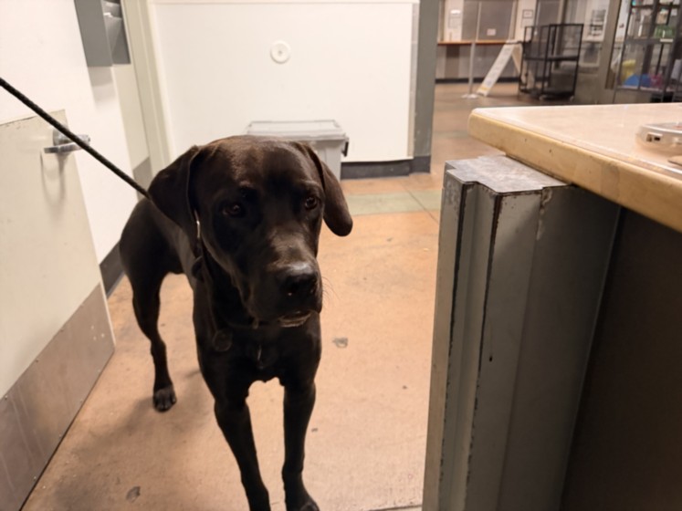 Shelter Stray Male Dog last seen , 14409 Vanowen St, Van Nuys, CA 91405, USA