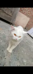 Lost Male Cat last seen 107, kassaban dasna gate ghaziabad ramta ram road, Ghaziabad, UP 201001