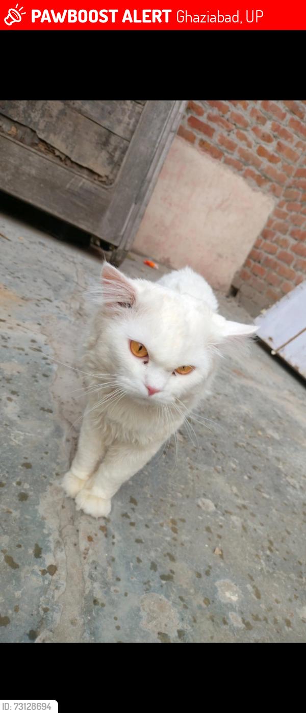 Lost Male Cat last seen 107, kassaban dasna gate ghaziabad ramta ram road, Ghaziabad, UP 201001