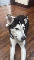 Lost Male Dog last seen Indianola, Columbus, OH 43201