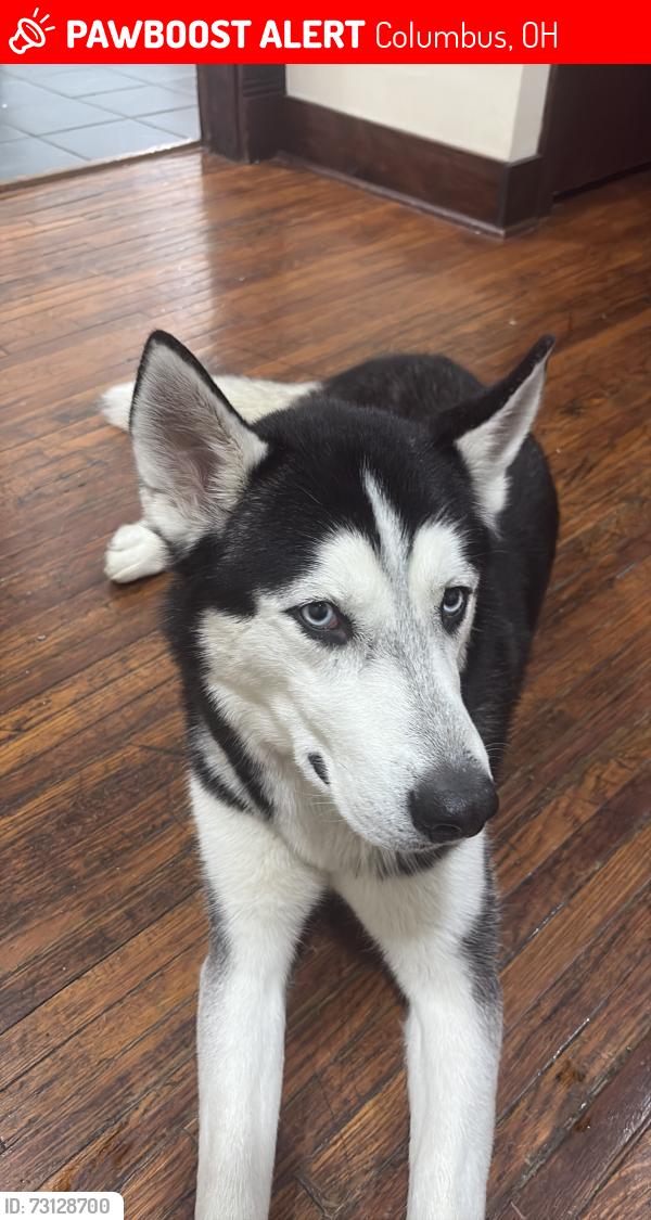 Lost Male Dog last seen Indianola, Columbus, OH 43201