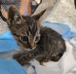 Shelter Stray Male Cat last seen , West Valley Animal Shelter, 20655 Plummer St, Chatsworth, CA 91311, USA