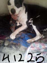 Lost Female Dog last seen Duffy ST. AND BLAKE ST, Muscoy, CA 92407