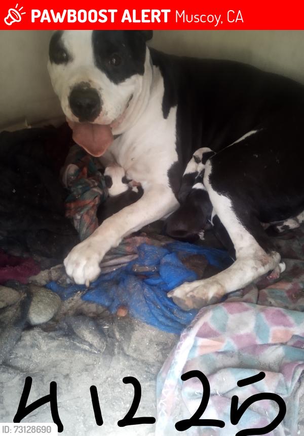 Lost Female Dog last seen Duffy ST. AND BLAKE ST, Muscoy, CA 92407