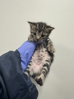 Shelter Stray Male Cat last seen Near BLOCK SW 187 AVE, 3599 NW 79th Ave, Doral, FL 33122, USA