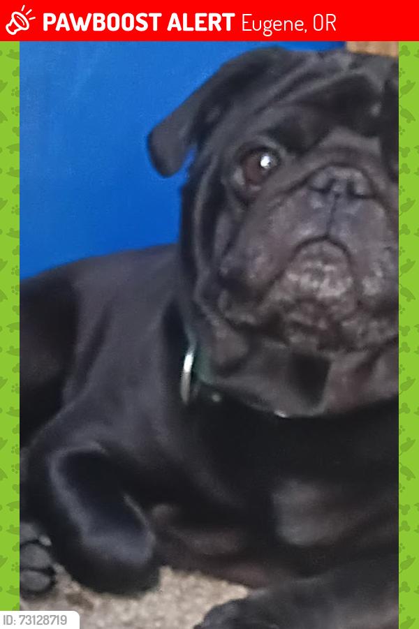Lost Male Dog last seen Near the laundry mat Echo Hollow and Barger Drive, Eugene, OR 97402
