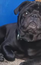 Lost Male Dog last seen Near the laundry mat Echo Hollow and Barger Drive, Eugene, OR 97402