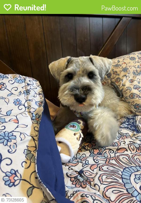 Reunited Male Dog last seen Dollar general, El Paso, TX 79936