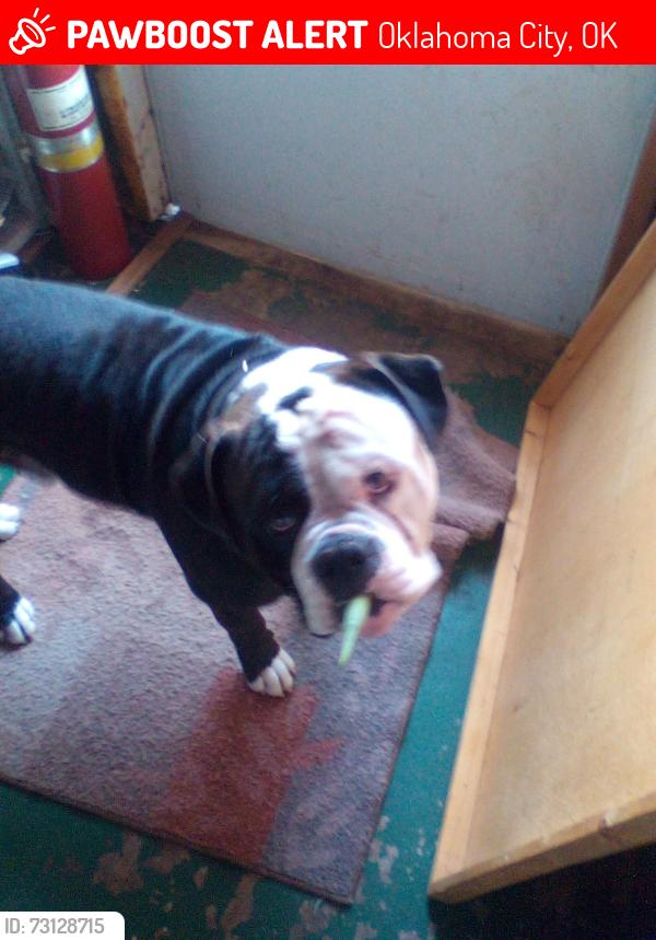 Lost Male Dog last seen 66th shield se side, Oklahoma City, OK 73149