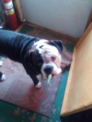 Lost Male Dog last seen 66th shield se side, Oklahoma City, OK 73149