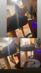 Lost Female Cat last seen Underhill dr or Harvest Middle School, Napa, CA 94558